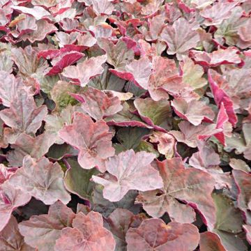 Heuchera Magnum - Purperklokje