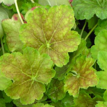 Heuchera Miracle - Purperklokje