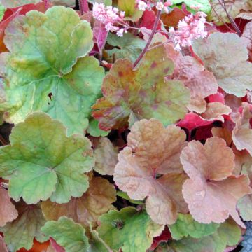 Heuchera Pink Pearls - Purperklokje