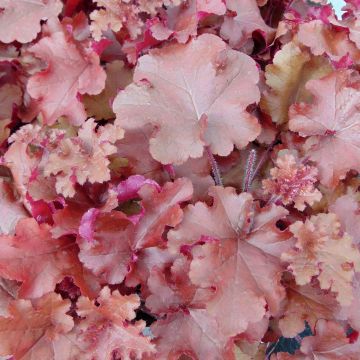 Heuchera Red Sea - Purperklokje