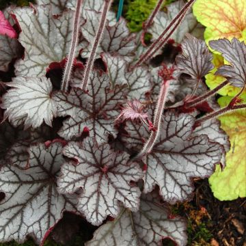Heuchera Spellbound - Purperklokje