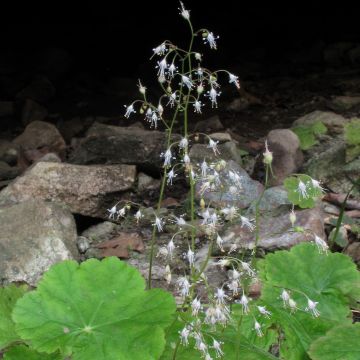 Heuchera parvifolia var. nivalis - Purperklokje