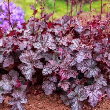 Heuchera Georgia Plum - Purperklokje