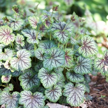 Heuchera Green Spice - Purperklokje