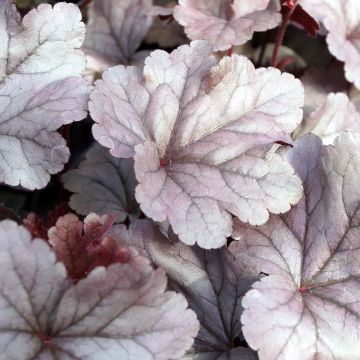 Heuchera Silver Gumdrop - Purperklokje