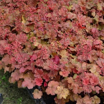 Heuchera Cherry Cola - Purperklokje