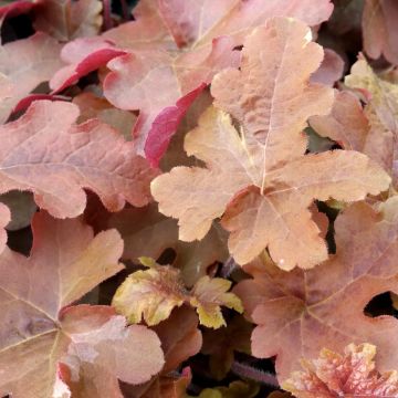 Heucherella Red Rover - Purperklokje