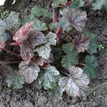 Heucherella Silver Streak - Purperklokje
