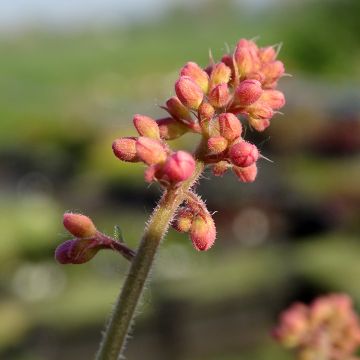 Heucherella Bridget Bloom - Purperklokje
