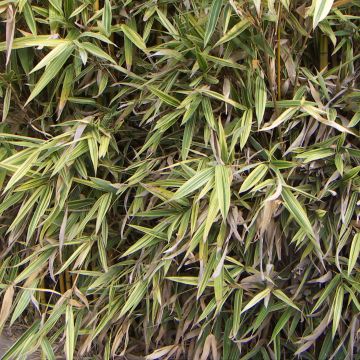 Hibanobambusa tranquillans Shiroshima - Bamboe