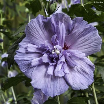 Hibiscus syriacus Blue Chiffon - Tuinhibiscus