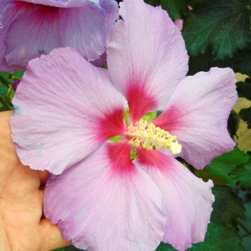 Hibiscus Rose Moon - Tuinhibiscus