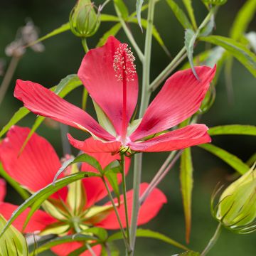 Hibiscus coccineus - Moerashibiscus