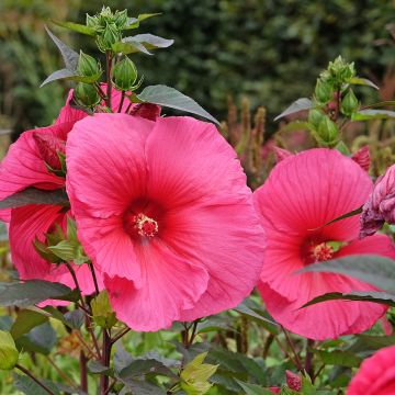 Hibiscus moscheutos Planet Griotte - Moerashibiscus