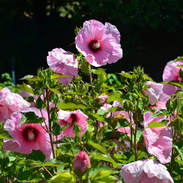 Hibiscus moscheutos Planet Solène - Moerashibiscus