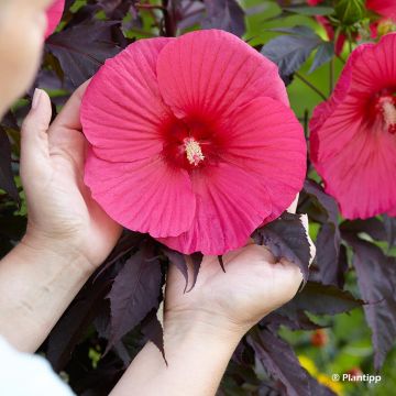 Hibiscus moscheutos Pink Passion - Moerashibiscus