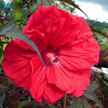 Hibiscus moscheutos Red Wine - Moerashibiscus