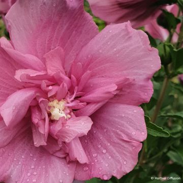 Hibiscus syriacus Beautifull Magenta - Tuinhibiscus