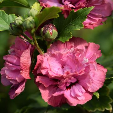 Hibiscus syriacus Duc de Brabant - Tuinhibiscus