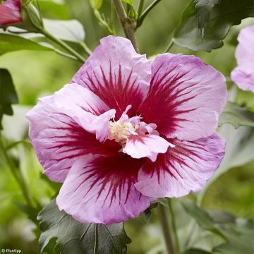 Hibiscus syriacus Flower Tower Purple - Tuinhibiscus