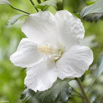 Hibiscus syriacus Flower Tower Wit - Tuinhibiscus