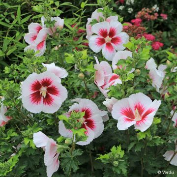 Hibiscus syriacus Blanco - Tuinhibiscus