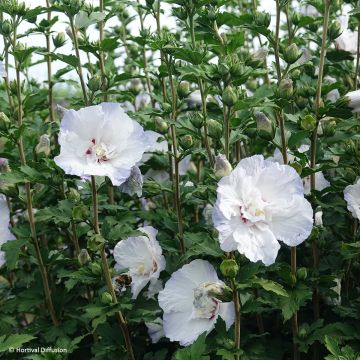 Hibiscus syriacus Igloo - Tuinhibiscus