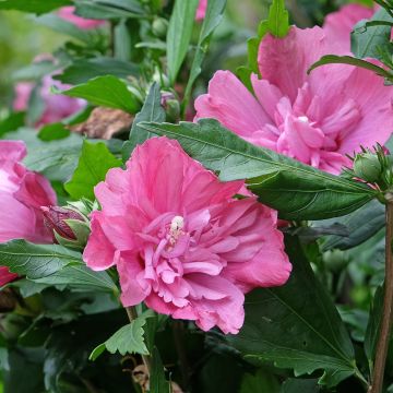 Hibiscus syriacus Magenta Chiffon - Tuinhibiscus