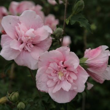 Hibiscus syriacus Pink Chiffon - Tuinhibiscus