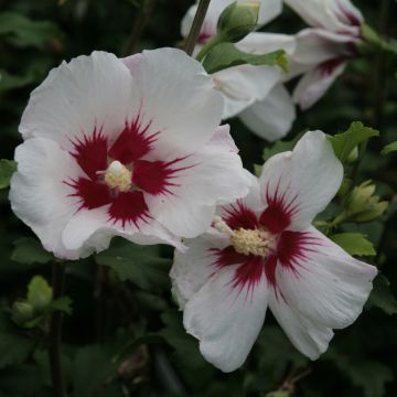 Hibiscus syriacus Shintaeyang - Tuinhibiscus