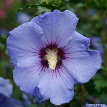 Hibiscus syriacus Sup'Blue - Tuinhibiscus