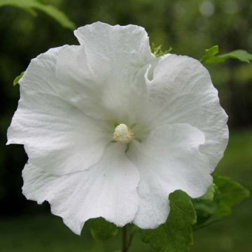 Hibiscus syriacus Totus Albus - Tuinhibiscus