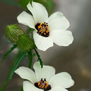 Hibiscus trionum - Drie-urenbloem