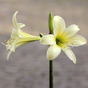 Amaryllis Marrakech - Hippeastrum