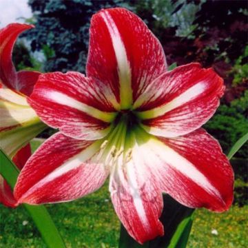 Amaryllis Tres Chic - Hippeastrum