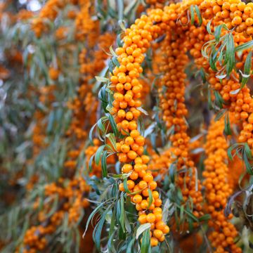 Hippophae rhamnoides Orange Energy - Duindoorn
