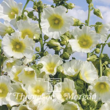 Alcea rosea Halo White (zaad) - Stokroos