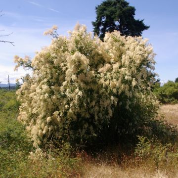 Holodiscus discolor - Schuimstruik