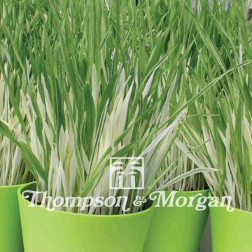 Hordeum vulgare Variegata (zaad) - Gerst