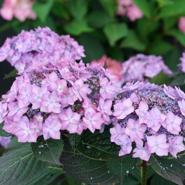 Hydrangea Frozen Smoothie - Hortensia serrata