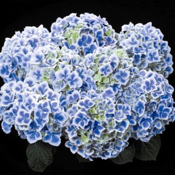 Hydrangea macrophylla Beautensia Dali - Bolhortensia