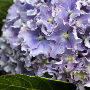 Hydrangea macrophylla Beautensia Spike - Bolhortensia