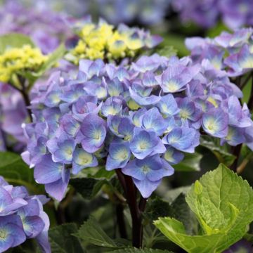 Hydrangea macrophylla Black Steel Purple - Bolhortensia