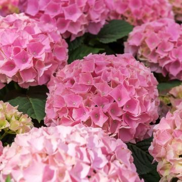 Hydrangea macrophylla Early Rose - Bolhortensia