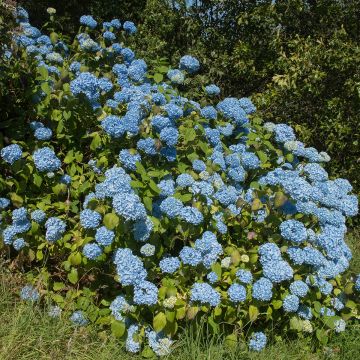 Hydrangea macrophylla Generale Vicomtesse de Vibraye - Bolhortensia