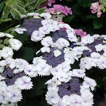 Hydrangea macrophylla Koria - Schermhortensia