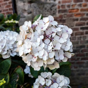 Hydrangea macrophylla Libelle Teller white - Schermhortensia