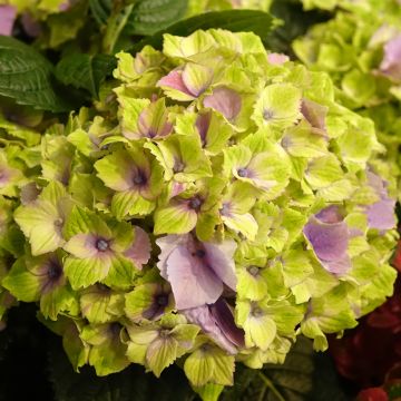 Hydrangea macrophylla Magical Jewel - Bolhortensia roze