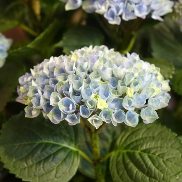 Hydrangea macrophylla Magical Revolution - Bolhortensia