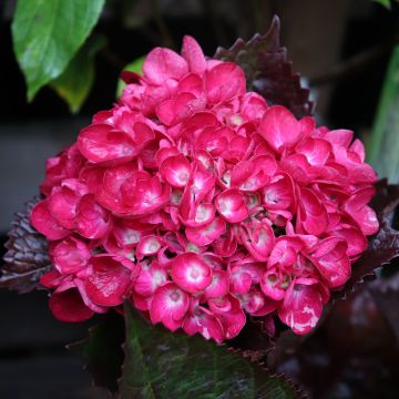 Hydrangea macrophylla Merveille Sanguine - Hortensia